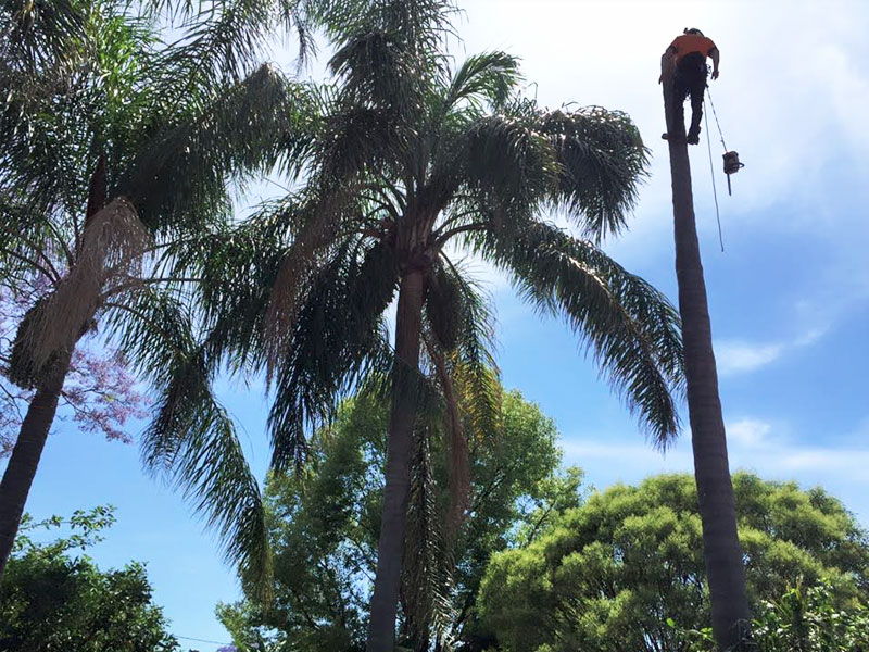 Palm Tree Trimming by ALS Tree Service Sydney