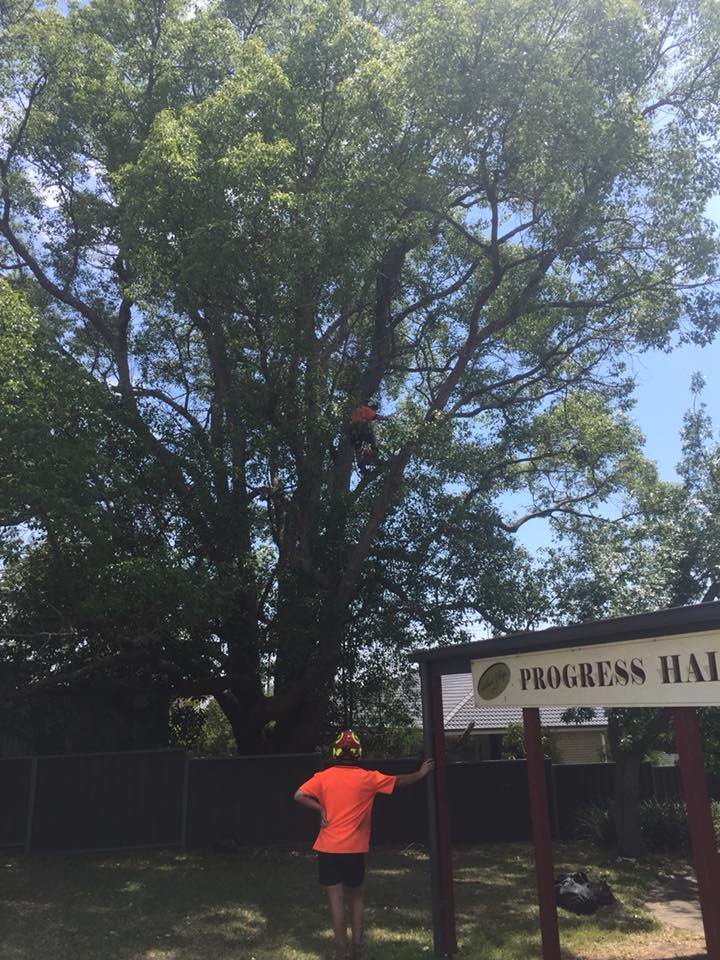 Arborists Sydney | ALS Tree Service Sydney