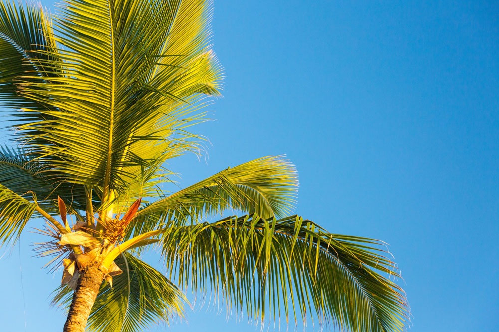 Palm Tree Removal by ALS Tree Service Sydney